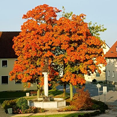 Bild vergr��ern: Herbst in Wackersdorf