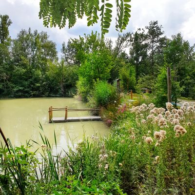 Bild vergr&ouml;&szlig;ern: Teich zur Karpfenbeobachtung