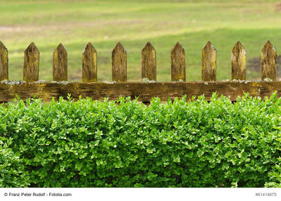 Bild vergr��ern: Alter verwitterter Gartenzaun mit Buchsbaumhecke