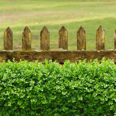 Rund um den Gartenzaun